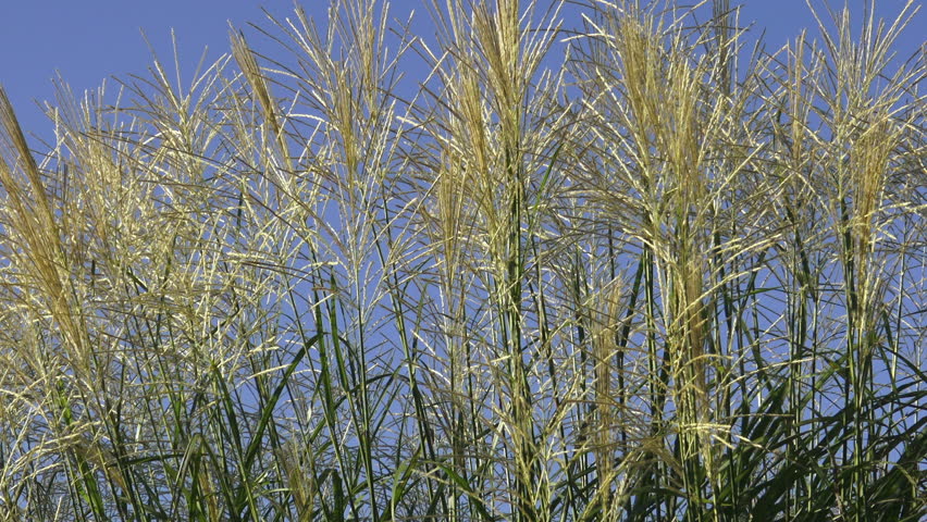 Tall wild grass with tassels against blue sky