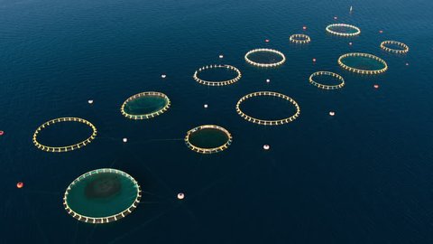 Aerial - Flying above fish farm in the Adriatic Sea with circular cages for breeding Seabream and Seabass fish