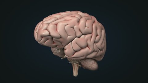 Realistic human brain. Loopable animation. Contains alpha channel.