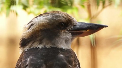Kookaburras are terrestrial tree kingfishers of genus Dacelo native to Australia and New Guinea. The single member of the genus Clytoceyx is commonly referred to as the shovel-billed kookaburra.