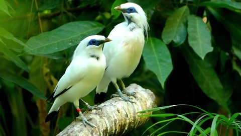 The Bali myna (Leucopsar rothschildi), also known as Rothschild's mynah, Bali starling, or Bali mynah, locally known as jalak Bali, stocky myna, almost wholly white with a long, drooping crest.