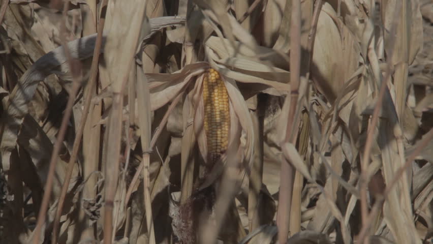 Single Corn Cob Among Corn Stalks