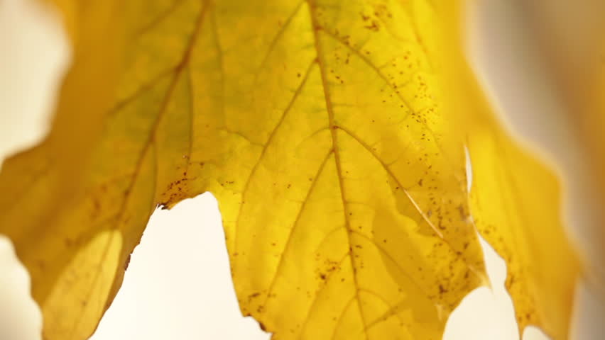 Close-up of Yellow Maple Leaf
