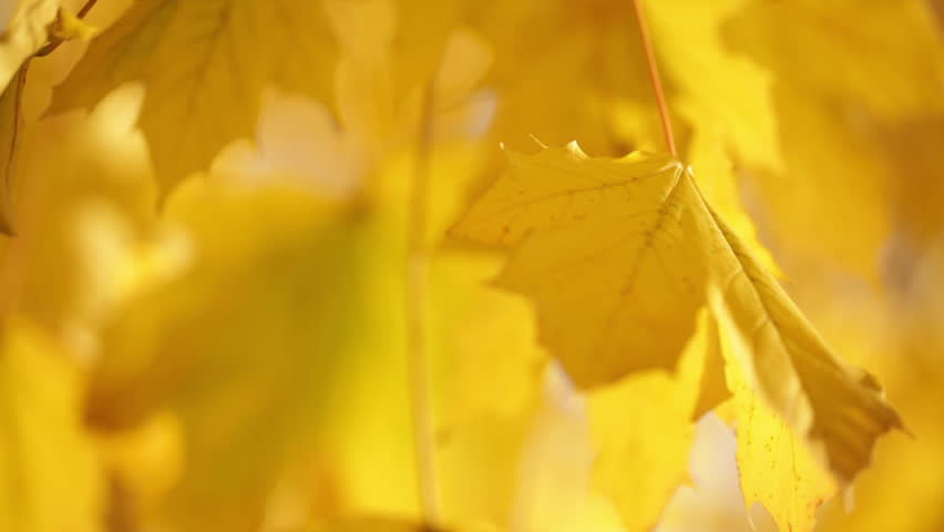 Detail of Yellow Maple Leaves