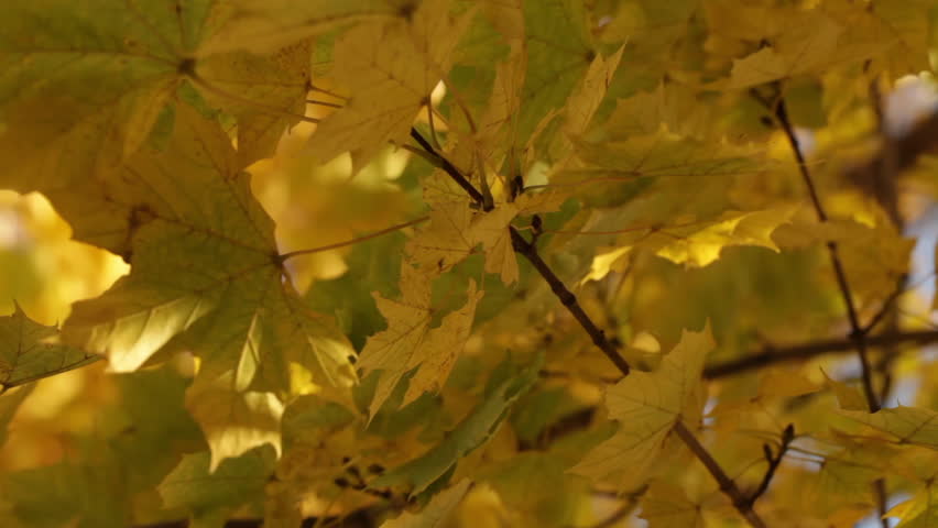 Beautiful Golden Maple Leaves