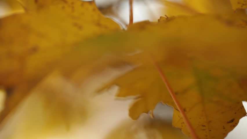 Mixed Shot of Yellow Maple Leaves 2