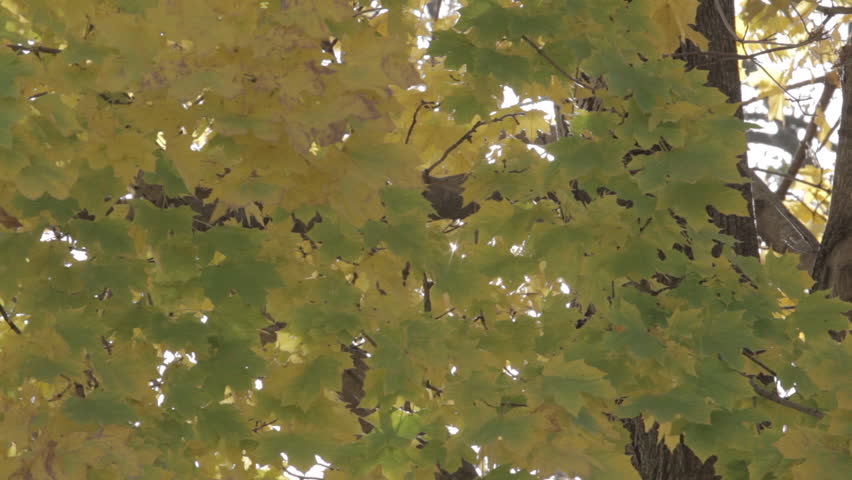 A stationary close-up of a maple tree in wind