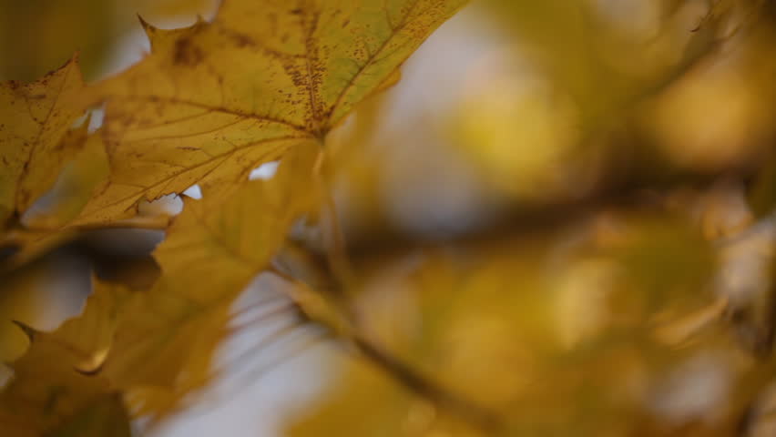 Close-up of Yellow Maple Tree Leaf