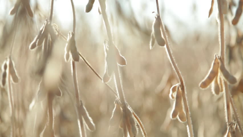 The blur effect in golden corn fields