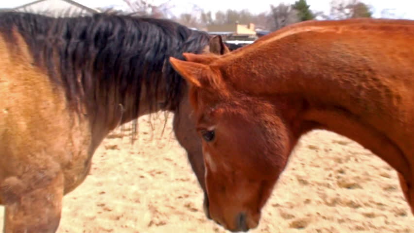 Two brown horses in a corral