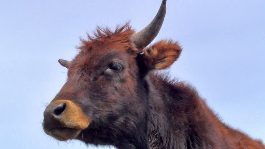 Ear tagged cow profile