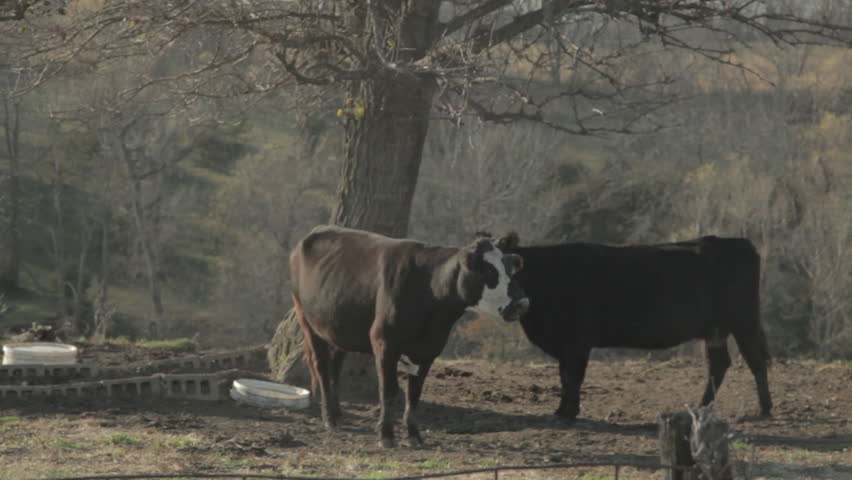 Two Cows Beside a Tree