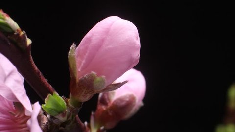 Flower bud stamen Time lapse of the botanical cherry blossom flower blooming