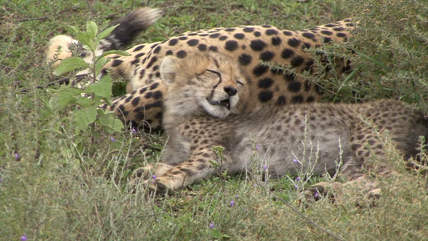 A Cheetah cub tries to stay awake but gives into the intense heat of Tanzania,