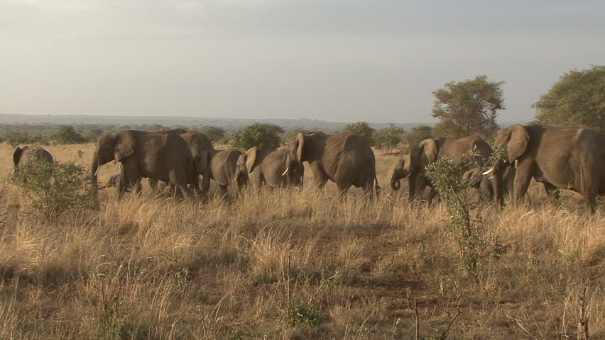 An Elephant herd on the move in Tanzania, Africa.