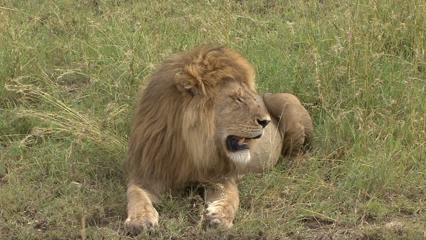 A male lion rests with camera zoom into his large teeth taken in Tanzania,