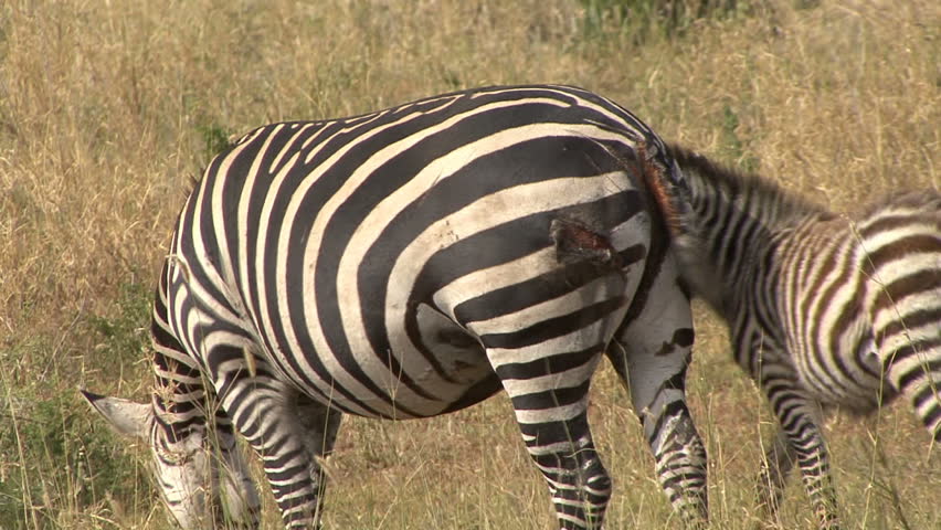 A Zebra has survived a lion attack in Tanzania, Africa. 