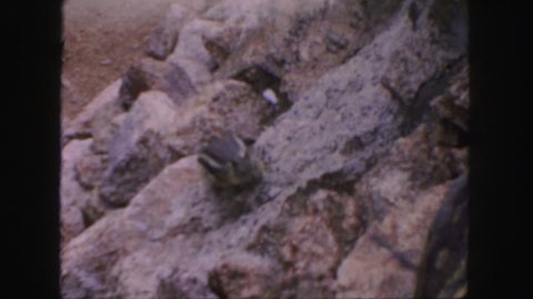 COLORADO 1958: a cute chipmunk searching large rock crevices for food
