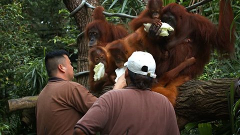 SINGAPORE - CIRCA JAN 2015: Singapore zoo. Zookeepers at Singapore Zoo feeding cabbage leaves to the orangutans by hand