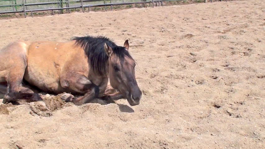 Horse rolling in sand and shaking off sand