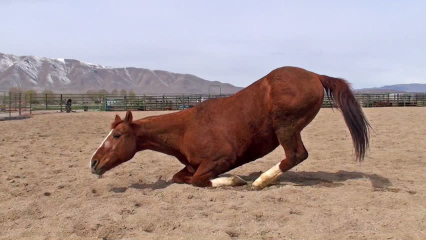 Chestnut brown horse rolling over
