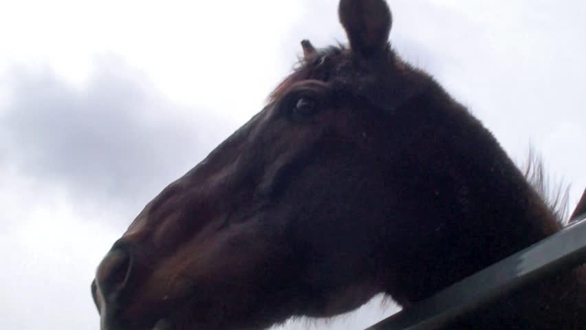 Brown horse looking at camera