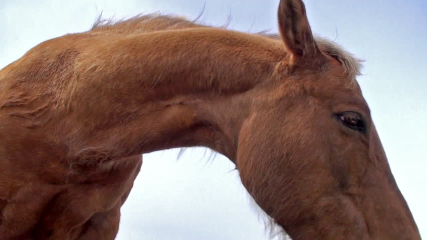 Light brown horse on a cloudy day