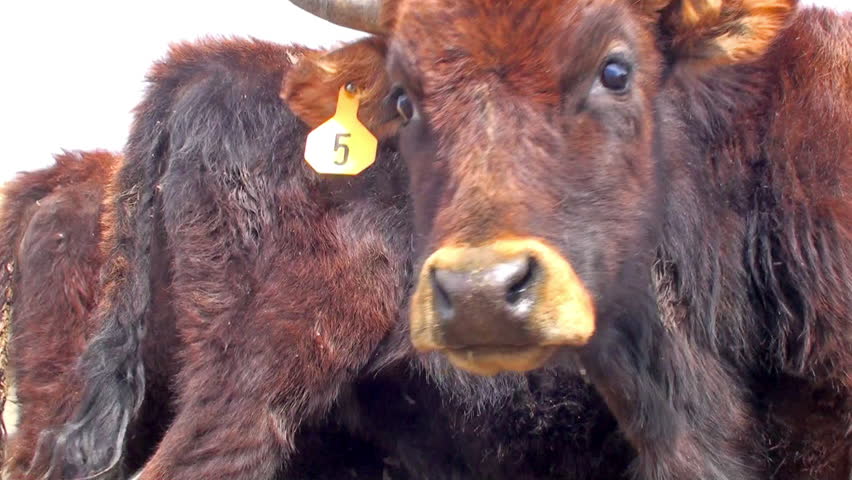 Close-up on the face of a cow.