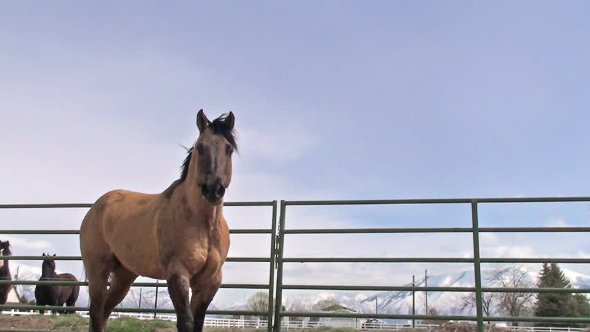 Brown smiling horse