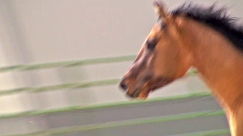 Light brown horse galloping in a circle