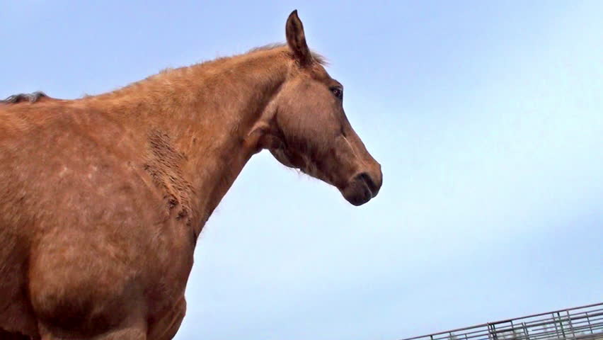 Still shot of a brown horse in a pasture