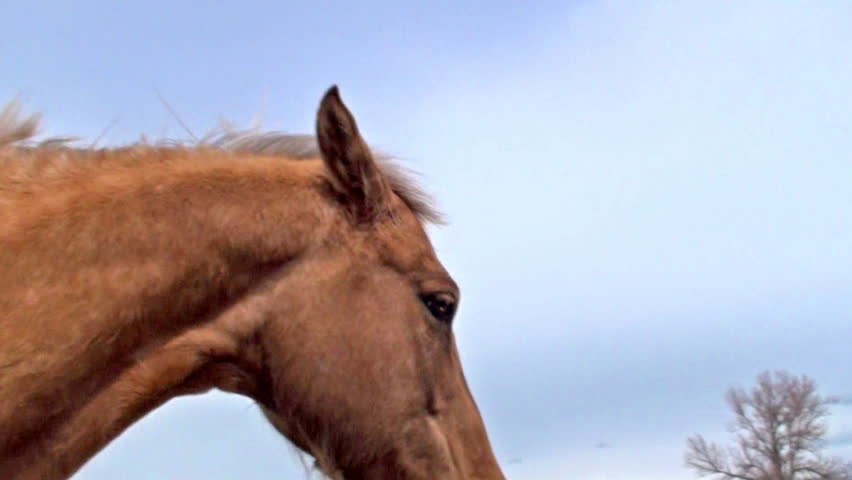 Light brown horse walking