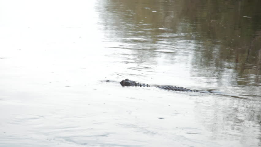 Alligator swimming in the water.