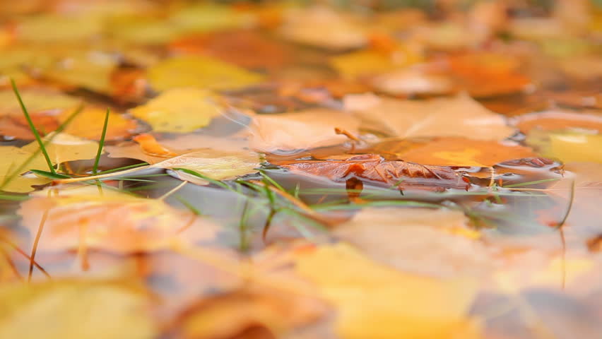 Ripples in Puddle with Autumn Leaves