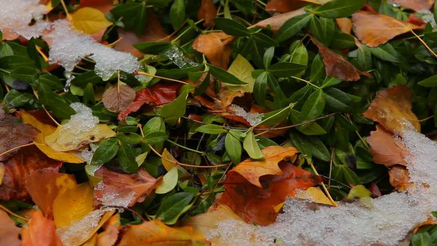 Autumn Leaves and Foliage with Light Snow