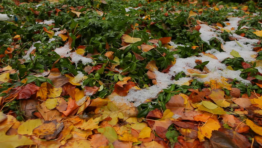 Green Foliage with Autumn Leaves and Snow