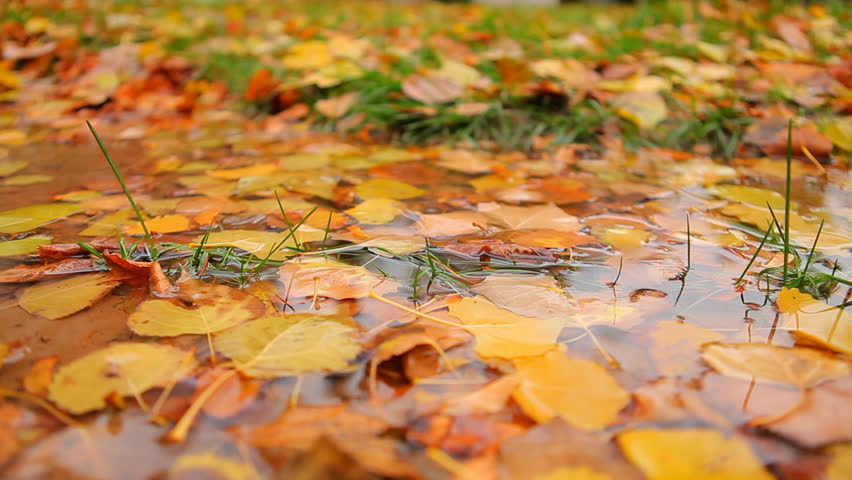 Autumn Raindrops in Lawn Puddle