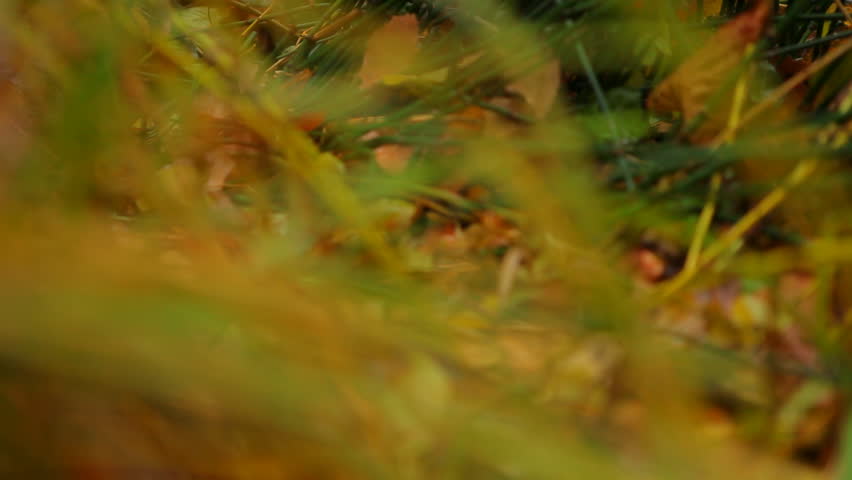 Ornamental Grasses in Autumn