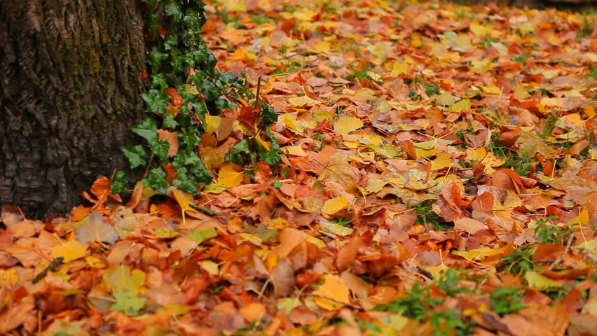 Panning Across the Fallen Leaves