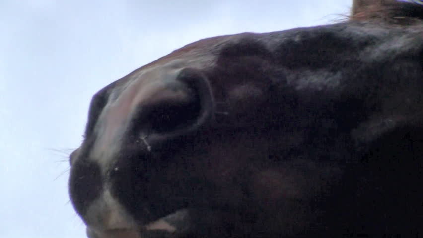 Brown horse face breathing