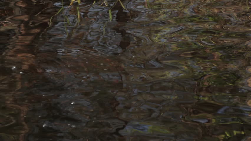 Water rippling, camera moves into grass growing out of the water.