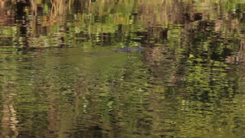 Alligator moving through water that is reflecting green bushes.