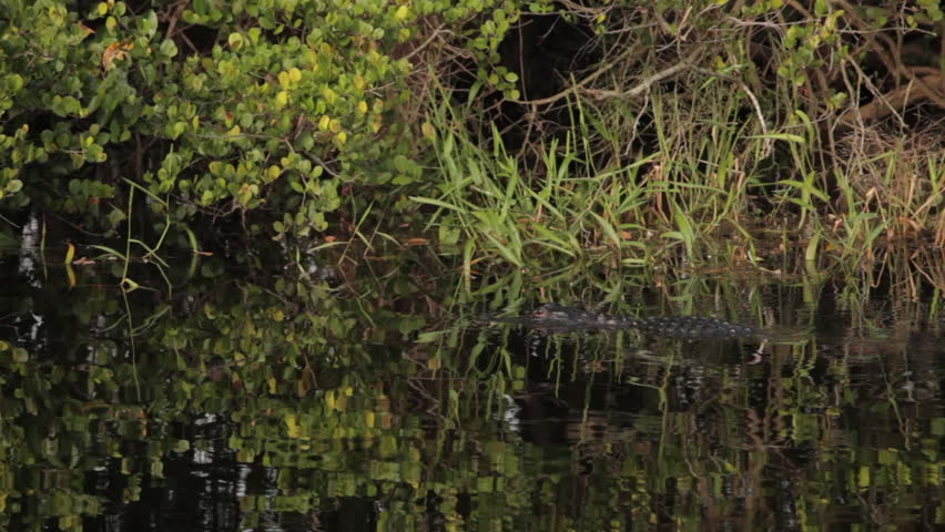An alligator moving in water.