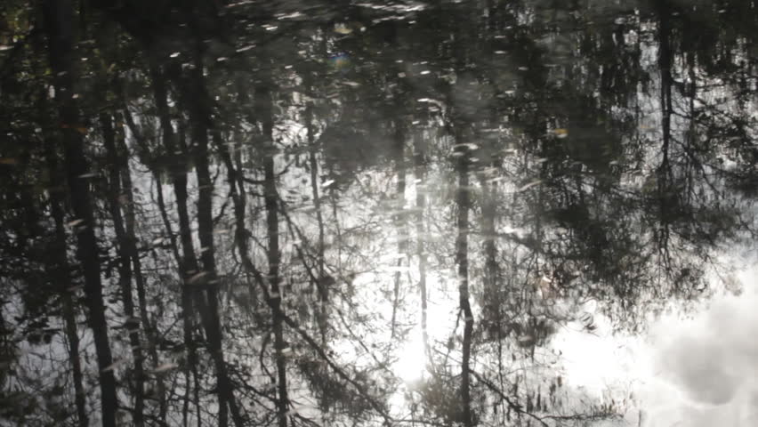 Reflection of black and white trees in river.