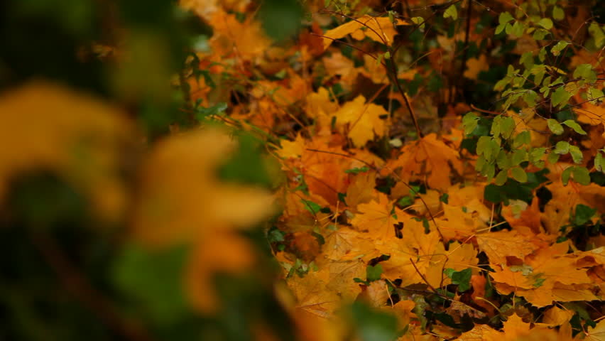 Forest Undergrowth Peeking Through Autumn Leaves