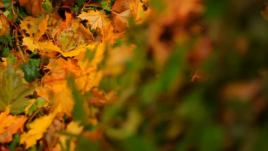 Autumn Leaves Below English Ivy