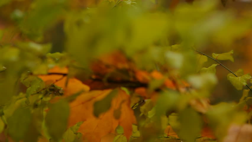 Green Leaves Against Autumn Foliage
