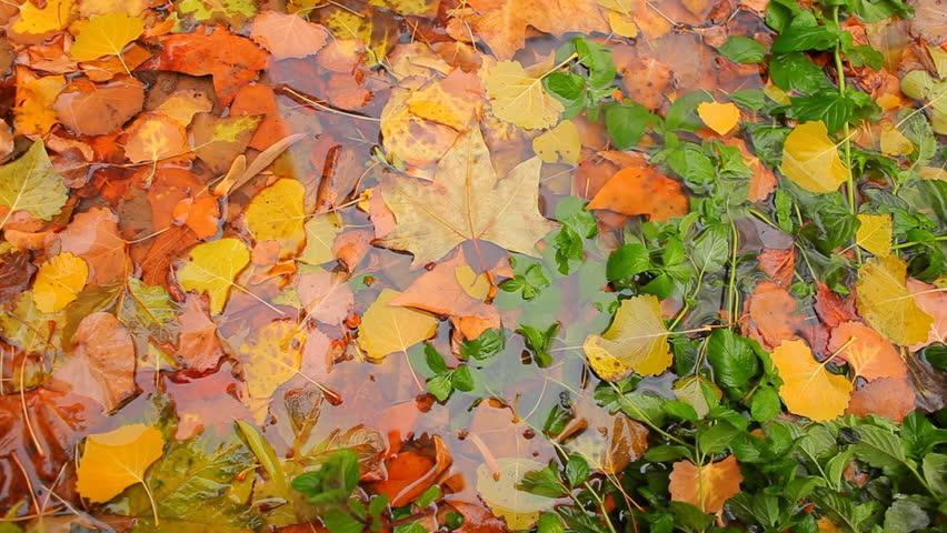 Autumn Leaves in Clear Puddle