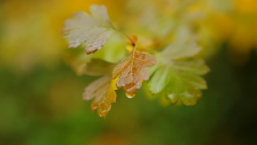 Wet Leaves in Autumn