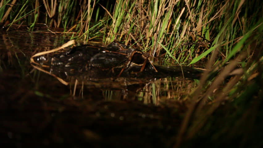Alligator sitting in water next to reeds.